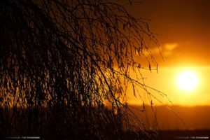 Birke Sonnenuntergang