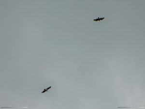 Greifvogel