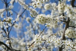 Frühlingsblüten