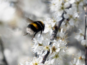 Hummel 1