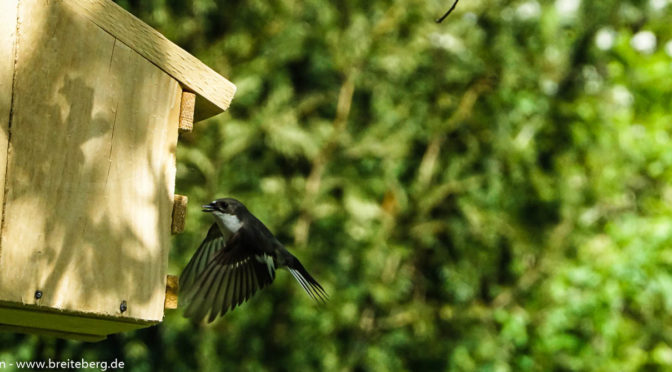 Neue Bewohner für den Nistkasten